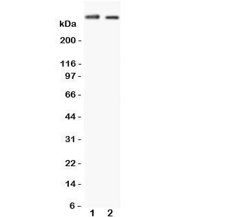 Huntingtin Antibody