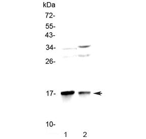 Western blot testing of 1) rat brain and 2) mouse brain lysate with LC3A antibody at 0.5ug/ml. Predi
