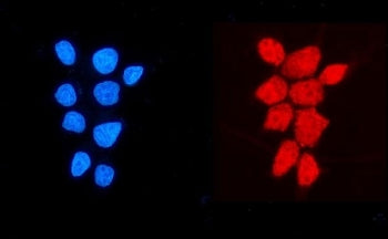 Immunofluorescent staining of FFPE human MCF7 cells with NDUFB5 antibody (red) and DAPI nuclear stai