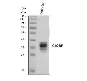 Western blot analysis of Zebrafish C1qbp protein using Zebrafish C1qbp antibody and whole zebrafish 