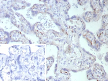 IHC staining of FFPE human placental tissue with Fatty Acid Binding Protein 4 antibody (clone FABP4/