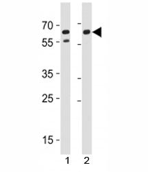 CD46 Antibody