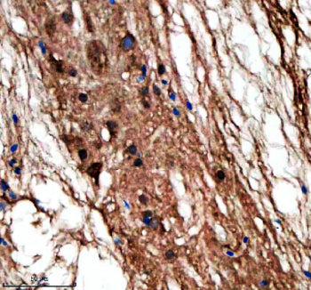 Immunohistochemical analysis of Lin9 protein using Lin9 antibody and paraffin-embedded zebrafish spi