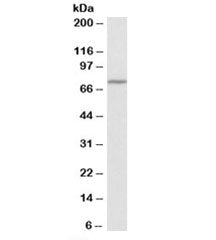 Western blot testing of mouse spleen lysate with Themis antibody at 0.3ug/ml. Predicted molecular we