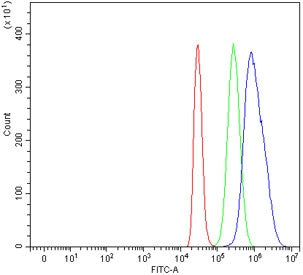 CDT1 Antibody