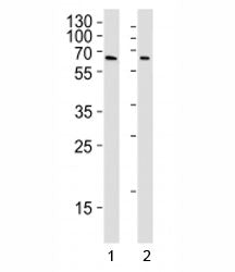 YY1 Antibody