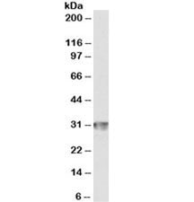 Western blot testing of human spleen lysate with CD4 antibody at 1ug/ml. Predicted molecular weight 