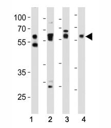 SMAD2 Antibody