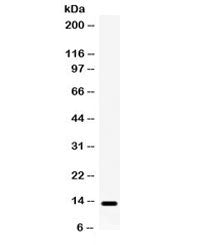 Western blot testing of human HeLa cell lysate with Lymphotactin antibody. Predicted molecular weigh