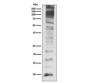 Ubiquitin Antibody