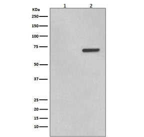 Western blot testing of lysate from human HeLa cells 1) untreated and 2) treated with Anisomycin, wi