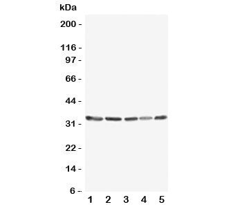 TNFAIP8L3 Antibody