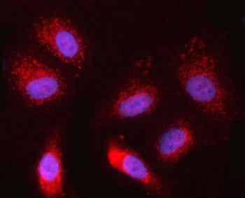 Immunofluorescent staining of FFPE human A549 cells with NDOR1 antibody (red) and DAPI nuclear stain