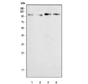 TRPV3 Antibody