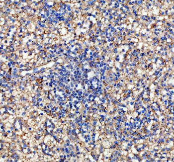 IHC staining of FFPE human spleen tissue with human IL-10 antibody, HRP-labeled secondary and DAB su
