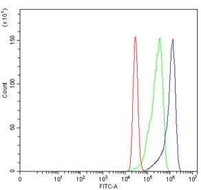 CBS Antibody / Cystathionine Beta Synthase