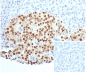 IHC staining of FFPE human pancreatic tissue with recombinant PAX6 antibody (clone PAX6/7078R). Nega