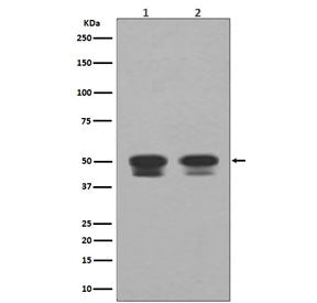 p53 Antibody / TP53