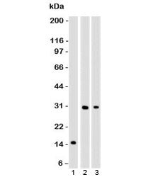 Western blot of 1) partial recombinant protein, 2) Panc-28 and 3) PANC1 cell lysate using CELA3B ant