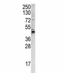 WNT4 Antibody