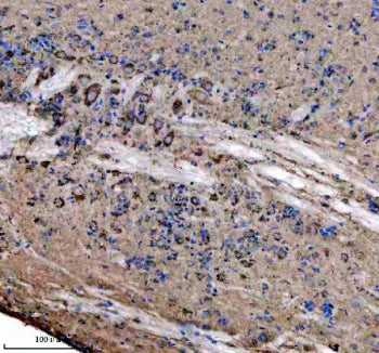IHC staining of FFPE zebrafish brain tissue with Zebrafish Atp5b antibody. HIER: boil tissue section