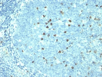 CD57 / HNK-1 Antibody