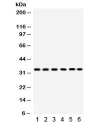 CDK1 Antibody