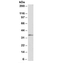 Western blot testing of HepG2 nuclear lysate with FOXB1 antibody at 1ug/ml. Predicted molecular weig