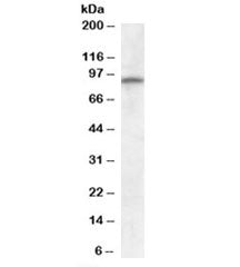 Western blot testing of human cerebellum lysate with GRIA4 antibody at 0.3ug/ml. Predicted molecular