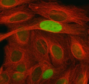p21 Antibody / CDKN1A