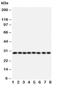 CISH Antibody