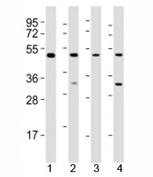 GATA2 Antibody