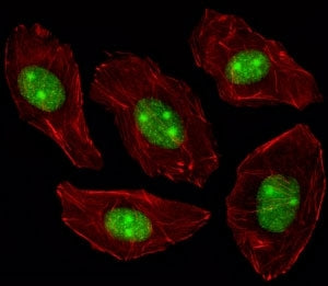 Fluorescent image of A549 cells stained with NPM1 antibody. Alexa Fluor 488 conjugated secondary was