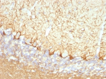 IHC: Formalin-fixed, paraffin-embedded rat cerebellum stained with Neurofilament antibody (clone NFL