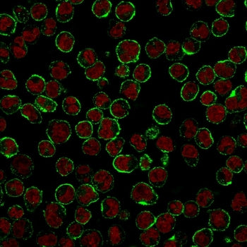 CD19 Antibody / B-lymphocyte marker