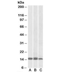 Western blot testing of human [A], mouse [B] and rat [C] heart lysates with FABP3 antibody at 0.01ug