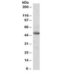 Western blot testing of human heart lysate with IDH2 antibody at 0.1ug/ml. Predicted molecular weigh