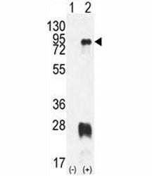 Western blot analysis of PRMT7 antibody and 293 cell lysate either nontransfected (Lane 1) or transi