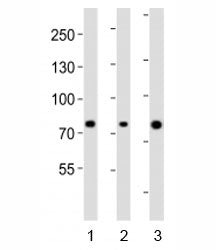 Integrin beta 8 Antibody
