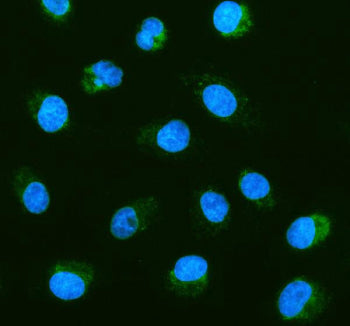 Immunofluorescent staining of FFPE human A549 cells with PHB antibody (green) and DAPI nuclear stain