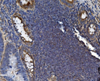 SEC14L3 Antibody / TAP2