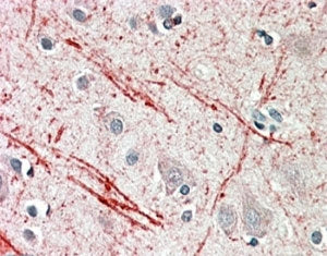 IHC testing of FFPE human cerebellum with IGF2 antibody at 5ug/ml. HIER: steamed with pH6 citrate bu