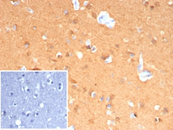 PGP9.5 / UchL1 Antibody