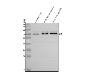 Western blot analysis of Sf1 protein using Zebrafish Sf1 antibody and 1) zebrafish head, 2) whole fe