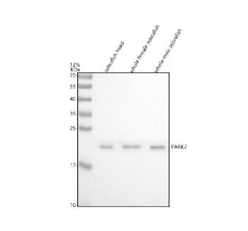 Western blot analysis of DJ-1/PARK7 protein using Zebrafish DJ-1 antibody and 1) zebrafish head, 2) 