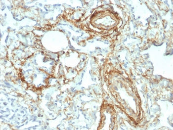 Elastin Antibody