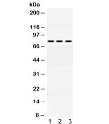 ACSL1 Antibody / FACL1