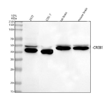 Western blot analysis of CREB1 using anti-CREB1 antibody. Lane 1: human 293T whole cell lysates, Lan