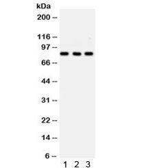 Western blot testing of 1) rat PC-12, 2) mouse HEPA and 3) human HeLa lysate with SP3 antibody. Pred
