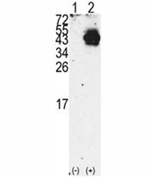 Western blot analysis of PDX1 antibody and 293 cell lysate either nontransfected (Lane 1) or transie